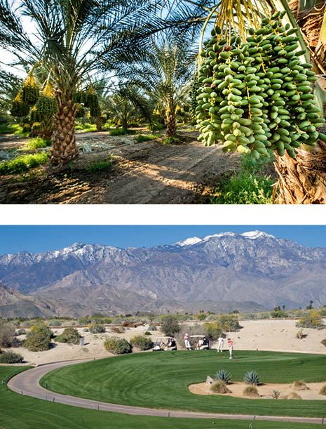 Date Grove and Golf Course Pictures